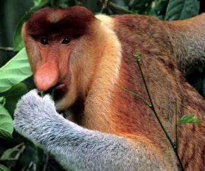 пазл Носач, или Кахау (лат. Nasalis larvatus) — вид приматов из подсемейства тонкотелых обезьян в составе семейства мартышковых.